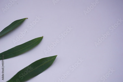 Close up Ivory betel leaf and some small leaves which are typical tropical plants and are very aesthetic for home interiors. Isolated on a white background. For the web, banners. Visible texture leaf