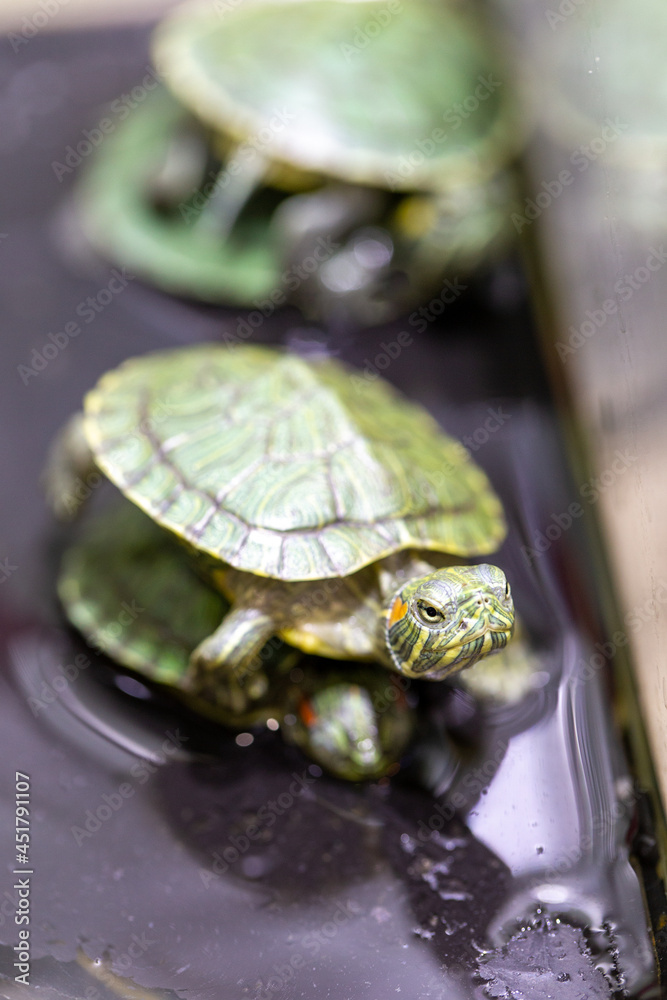 Obraz premium Red-eared sliders in the terrarium, macro