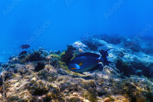 The Sohal Surgeonfish, sohal tang (Acanthurus sohal) photo