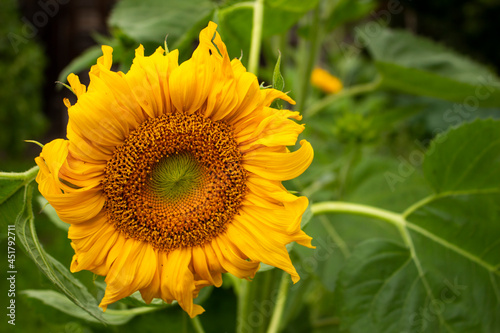 sunflower in the field