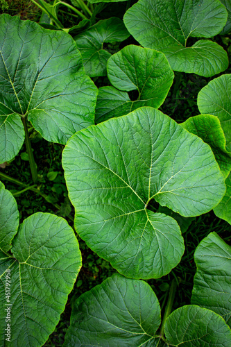 green leaves background