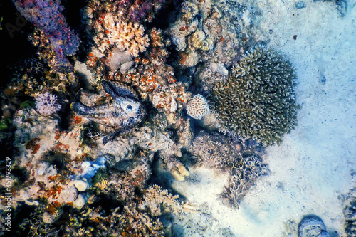 Stonefish (Synanceia verrucosa) Reef stonefish, Tropical waters photo