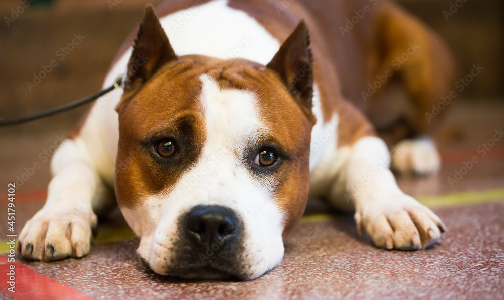 brown thoroughbred American Pit Bull Terrier dog