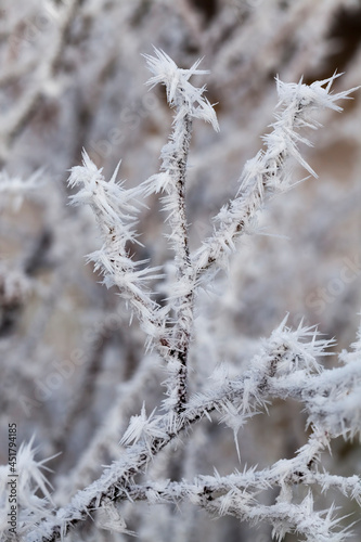 deep snow drifts and plants after the last snowfall © rsooll