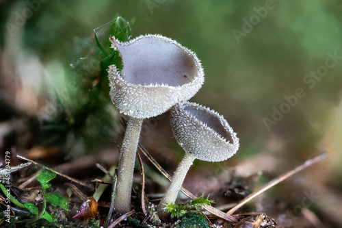 Close up of a peziza mushroom between pine needles and moss
 photo
