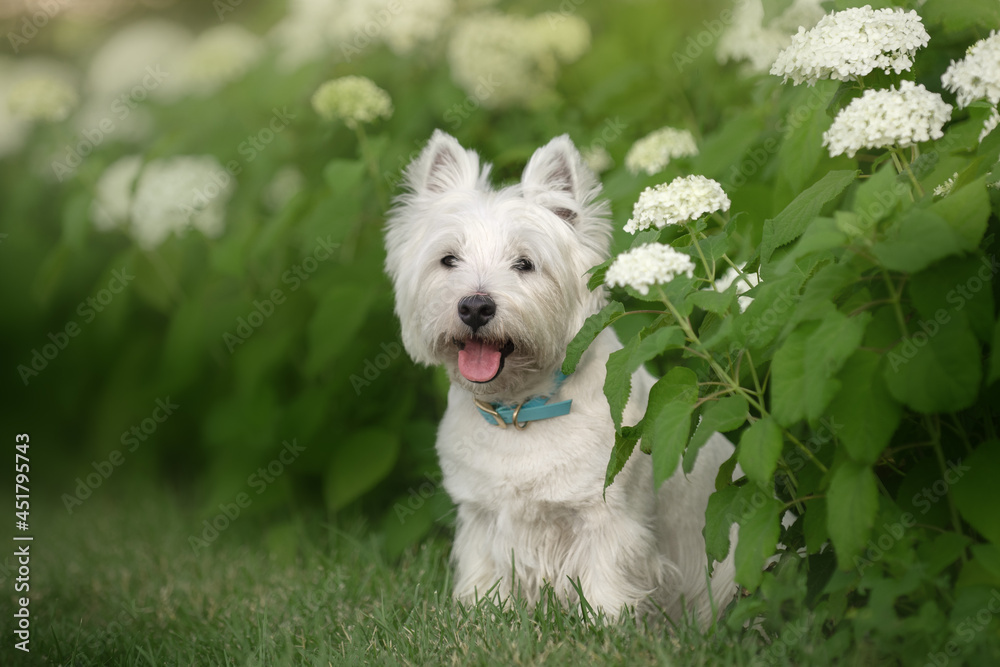 Little cute West Highland White Terrier on sunrise in a park and forest Little cute West Highland White Terrier on sunrise in a park and forest
