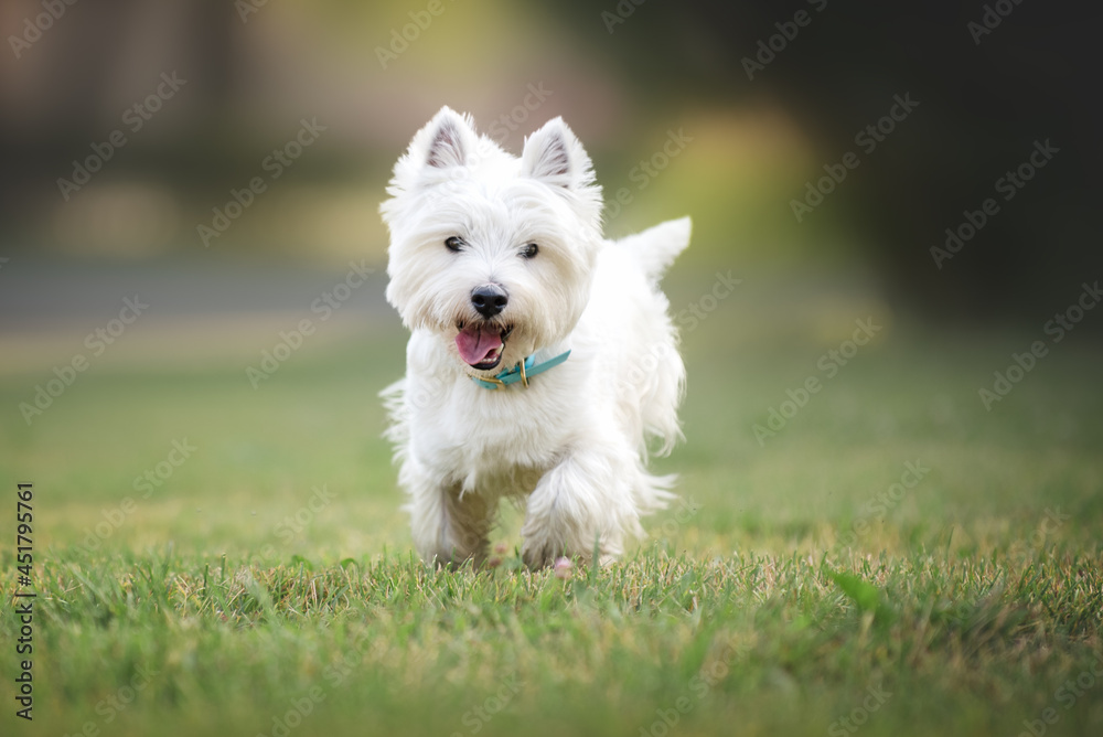 Little cute West Highland White Terrier on sunrise in a park and forest