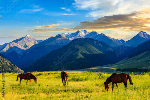 Three horses on a summer pasture.Beautiful grassland scenery.