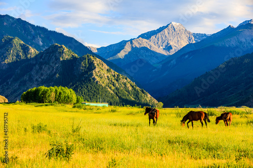 Three horses on a summer pasture.Beautiful grassland scenery. © ABCDstock