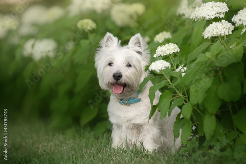 Little cute West Highland White Terrier on sunrise in a park and forest