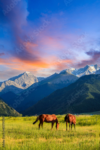 Two horses on a summer pasture.Beautiful grassland scenery. © ABCDstock