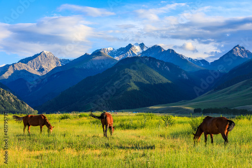 Three horses on a summer pasture.Beautiful grassland scenery. © ABCDstock