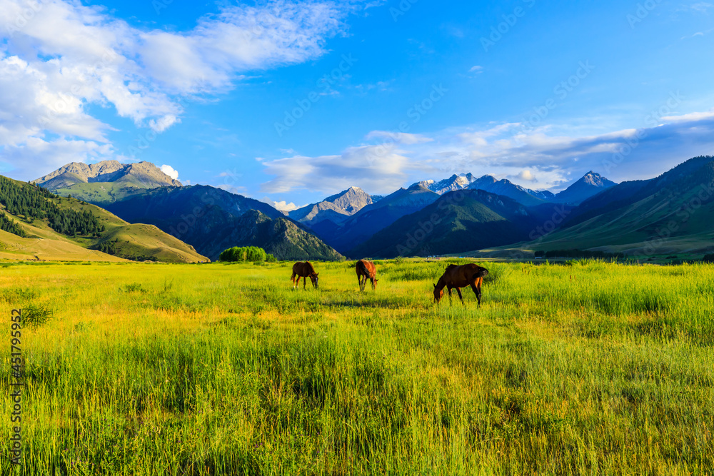 Three horses on a summer pasture.Beautiful grassland scenery.