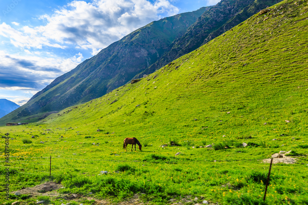 One horse on a summer pasture.Beautiful grassland scenery. One horse on a summer pasture.Beautiful grassland scenery.