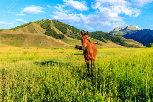 One horse on a summer pasture.Beautiful grassland scenery. © ABCDstock