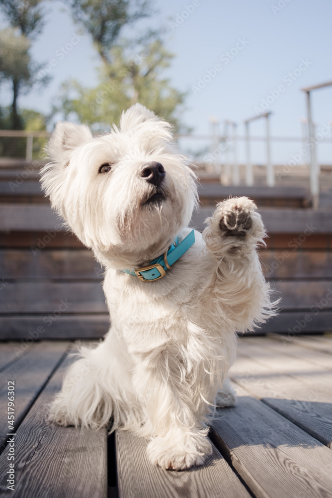 Little cute West Highland White Terrier on sunrise in a park and forest Little cute West Highland White Terrier on sunrise in a park and forest