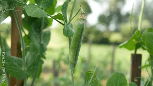 Pods of young green peas on a background of bright leaves. Green peas on an ecological bed. The pods of green organic peas are illuminated by a bright ray of sunshine. Close-up.