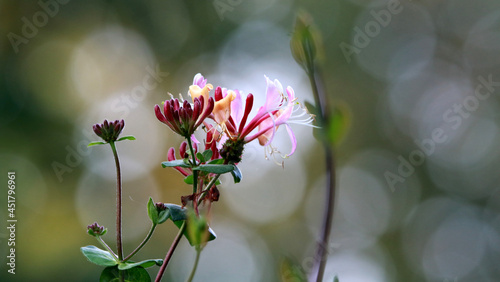 Close-up shot of colorful Honeysuckle edible with blurred background photo