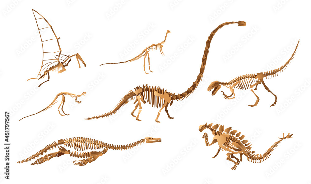 Big set of dinosaur skeletons. Archeology exhibition.Vector illustration