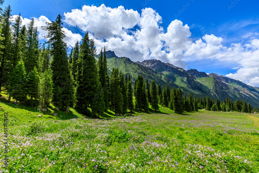 Mountain and grassland with forest scenery in Xiata Scenic Area,Xinjiang,China.