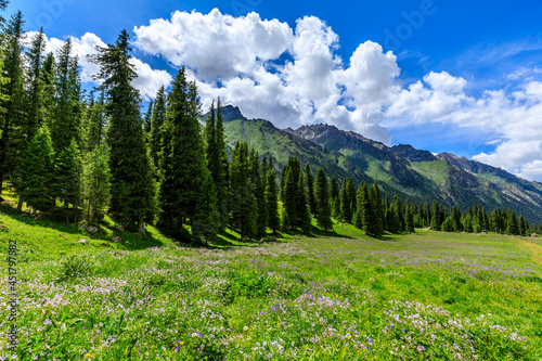 Mountain and grassland with forest scenery in Xiata Scenic Area,Xinjiang,China. © ABCDstock