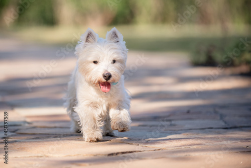 Little cute West Highland White Terrier on sunrise in a park and forest © Мария Калинина