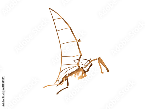 Pterodactylus skeleton on white background.