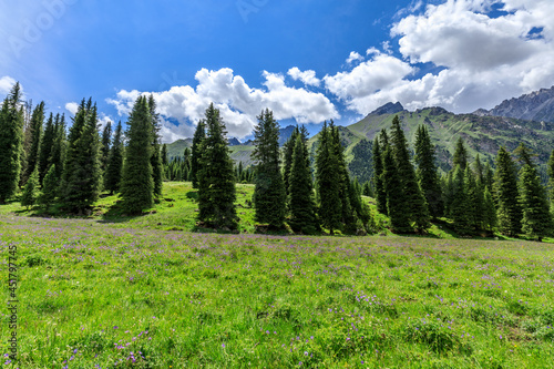 Mountain and grassland with forest scenery in Xiata Scenic Area,Xinjiang,China. © ABCDstock
