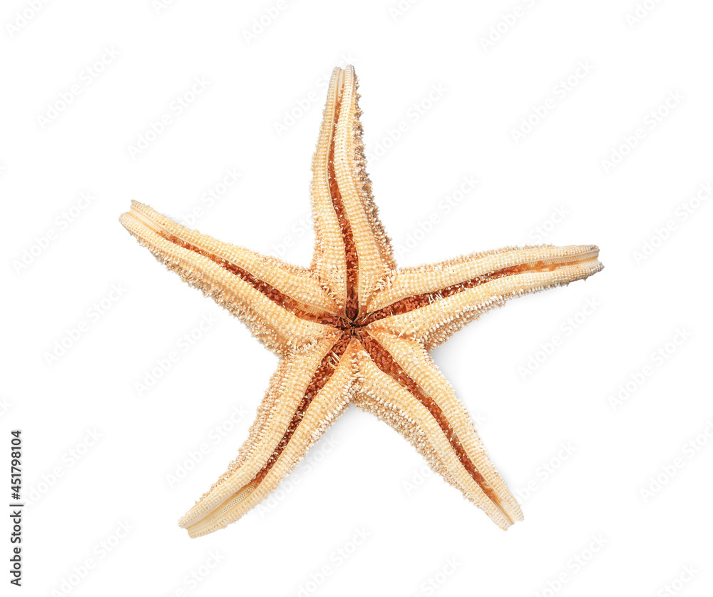Beautiful sea star isolated on white, top view. Beach object Beautiful sea star isolated on white, top view. Beach object