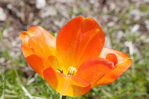 Orange and Yellow Tulips growing in the sunshine