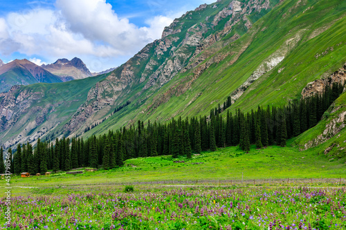 Mountain and grassland with forest scenery in Xiata Scenic Area,Xinjiang,China.