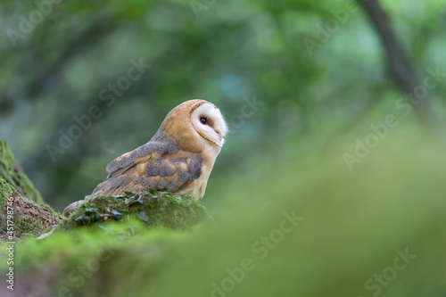 Fine art portrait of Barn owl perched on rock (Tyto alba)
