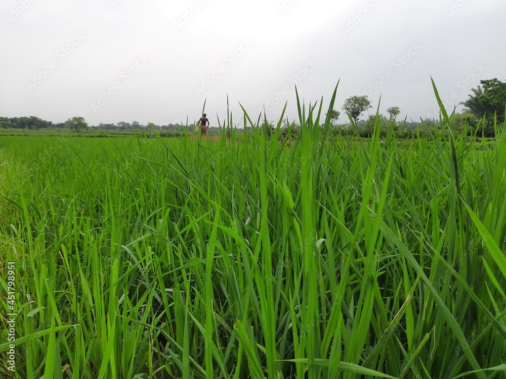 Just planted the paddy field. It is a very popular cereal.  Paddy Cultivation of India. close up of  green rice field. Green plant of paddy in rainy season. paddy landscape just after rice planting.
