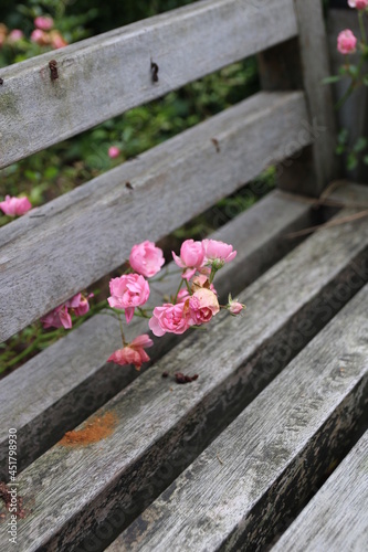 pink flowers on a bench