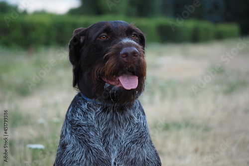 Hunting dog of German Drathaar breed in nature in summer.