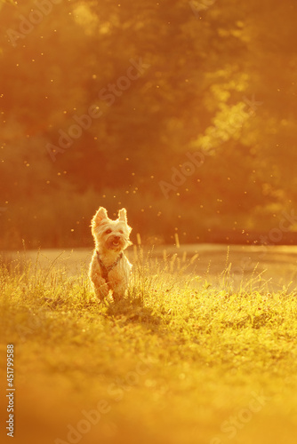 Little dog on a sunrise in a forest jumping playing and posing