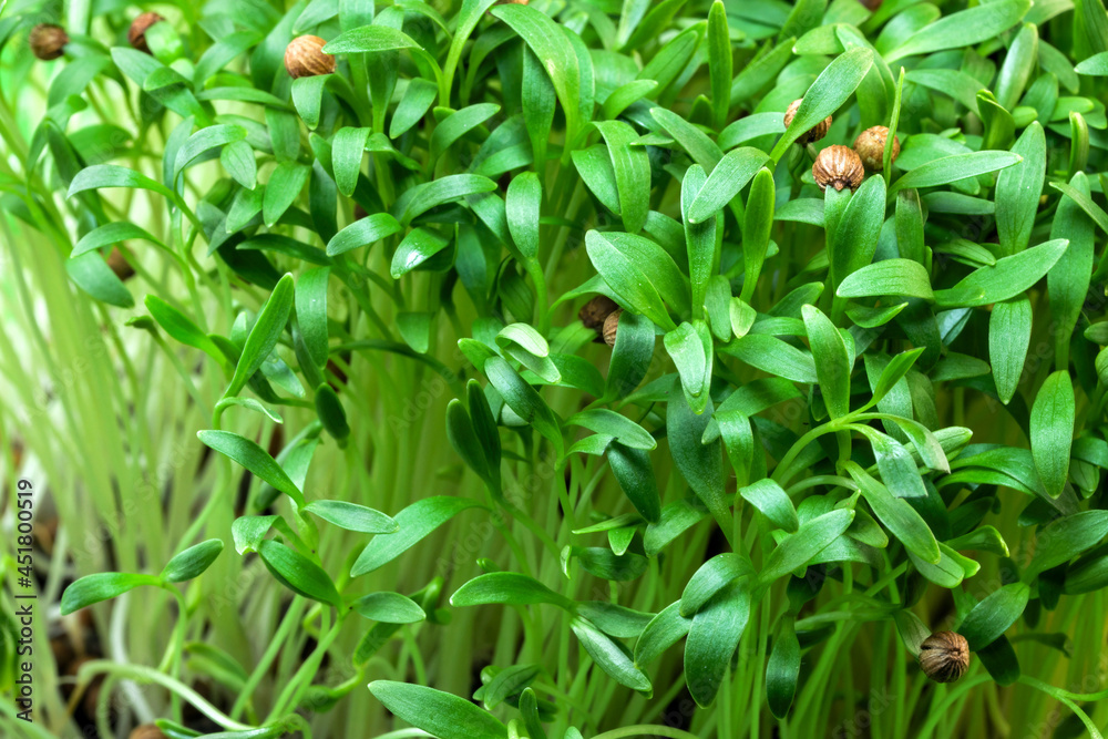 Fototapeta premium Cilantro sprouts micro greens