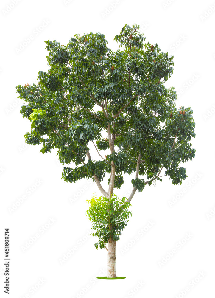 Fototapeta premium The freshness big green tree isolated on white.