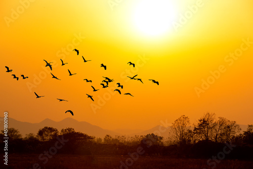 Silhoutte of Flock of birds flying early in the morning on the background of the rising sun
