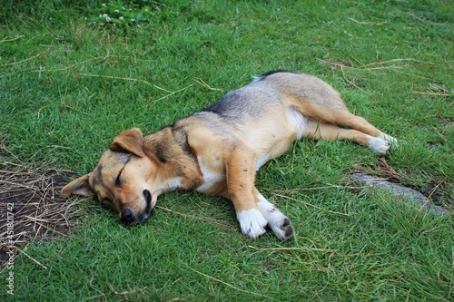 dog sleeping on grass