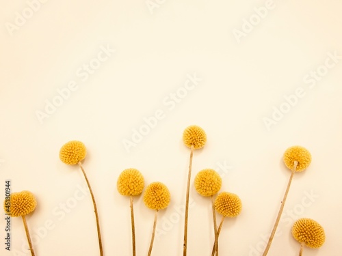 yellow dried flowers on a white background