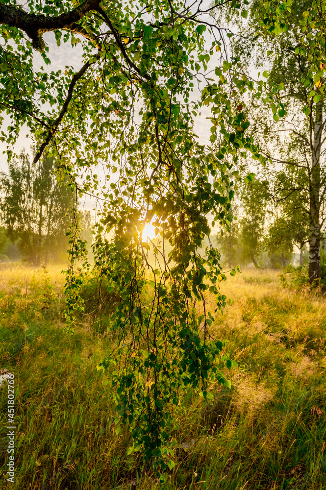 Fototapeta premium ray of sunshine through the tree