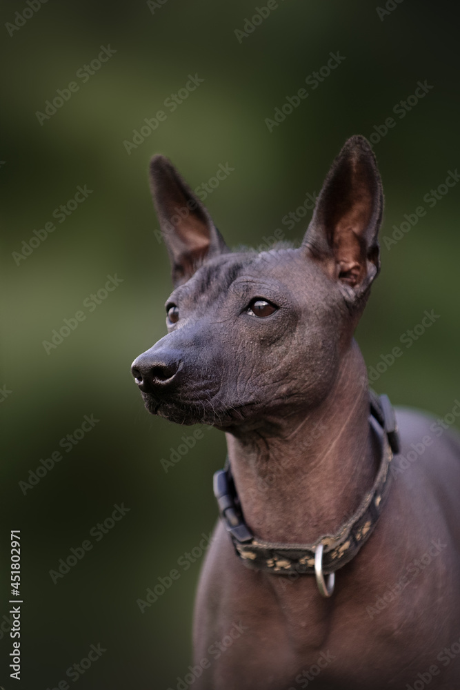 Dog with no fur named Xoloitzcuintle on sunrise in a park Dog with no fur named Xoloitzcuintle on sunrise in a park