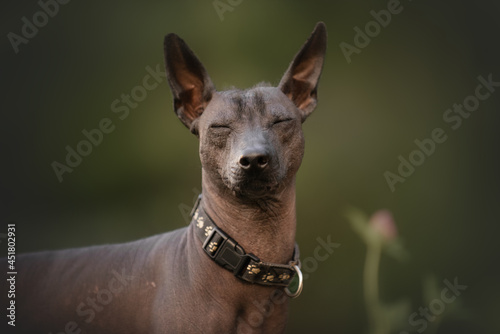 Dog with no fur named Xoloitzcuintle on sunrise in a park  © Мария Калинина