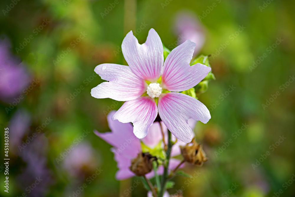 A plant with beautiful pink flowers and the Latin species name Malva Alcea, growing on a dirt road near the village of Fasty in Podlasie, Poland. A plant with beautiful pink flowers and the Latin species name Malva Alcea, growing on a dirt road near the village of Fasty in Podlasie, Poland.