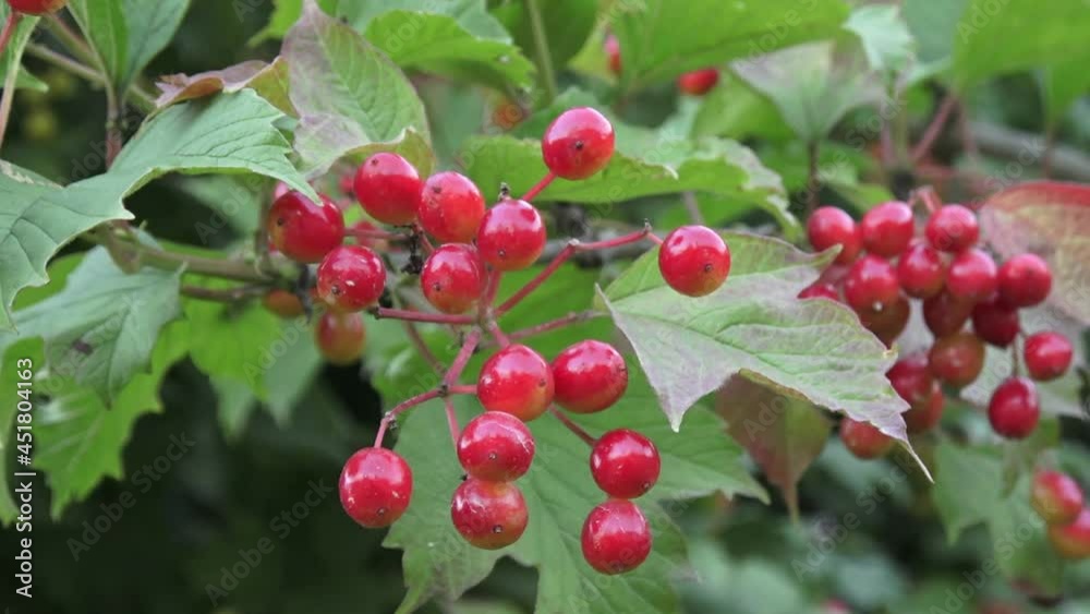Guelder rose in the forest. Viburnum opulus yellow-red unripe fruits. Cranberrybush