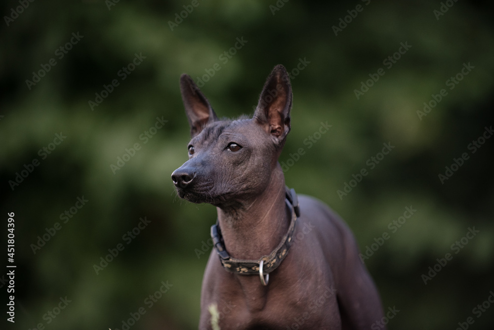 Dog with no fur named Xoloitzcuintle on sunrise in a park 