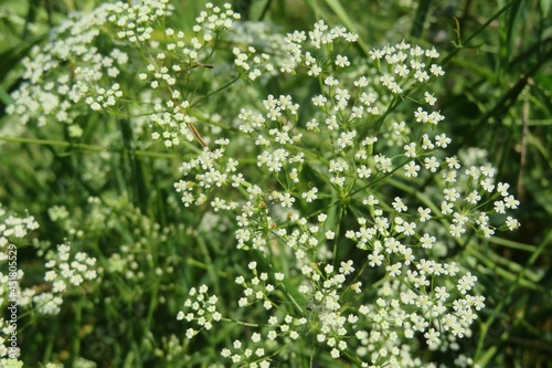 Falcaria flowers in the meadow, closeup