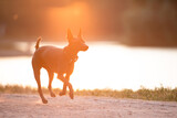Dog with no fur named Xoloitzcuintle on sunrise in a park 