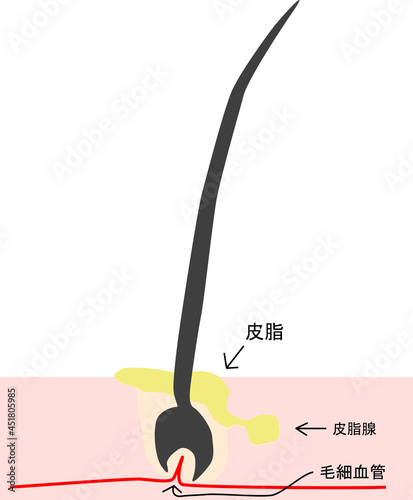 頭皮の髪の毛の断面図のイメージ